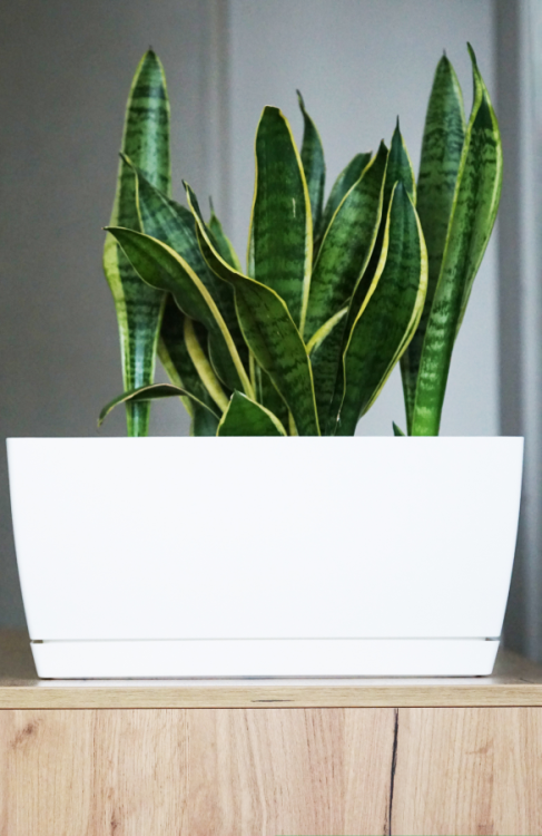 Doniczka podłużna, połysk COUBI DUPP400 z podstawką