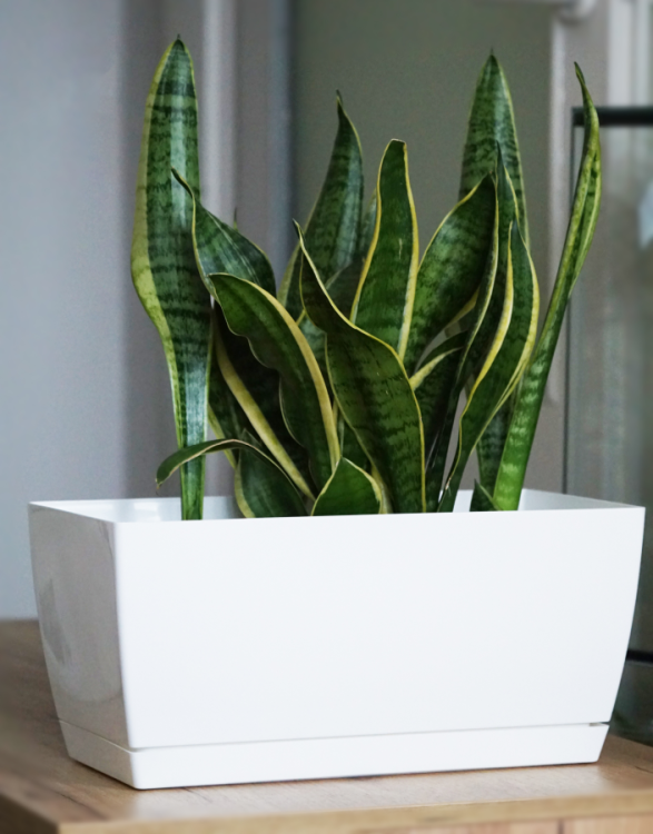 Doniczka podłużna, połysk COUBI DUPP400 z podstawką