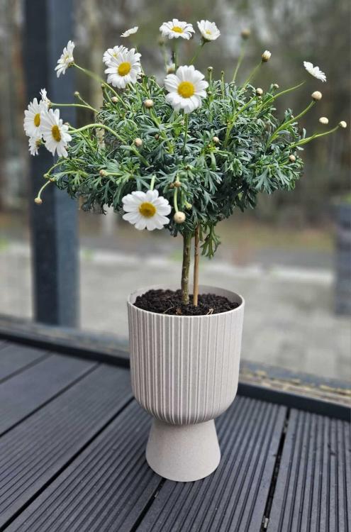 Doniczka na nóżce, Keli Mika Petit Eco Wood 18