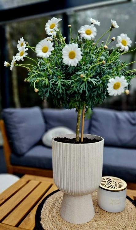 Doniczka na nóżce, Keli Mika Petit Eco Wood 18