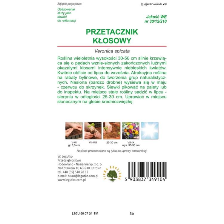 przetacznik klosowy niebieski