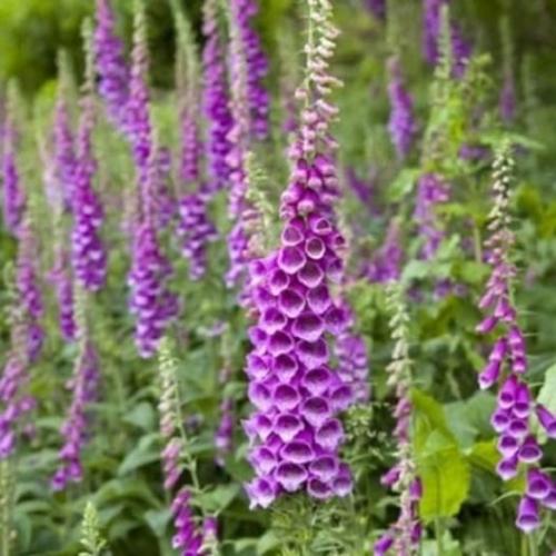 Naparstnica purpurowa Foxy mieszanka, nasiona 0,50g