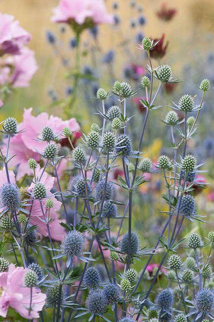 Mikołajek płaskolistny sinoniebieski, nasiona 0,30 g