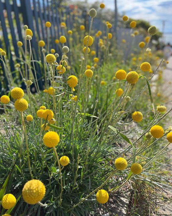 Kraspedia żółta, nasiona 0,10g