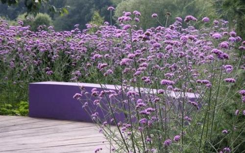 Werbena patagońska - liliowa, nasiona 30g