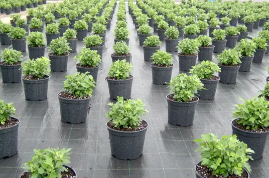 Agrotkanina czarna EXTRA GRUBA PP UV 100g/m2 120cm 1mb