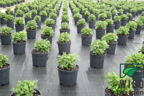 77720cecd96c5bc7ed9698ba24f24c3b