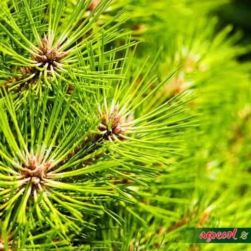 aaccb143f41b1d89d873bfc435b56e4a