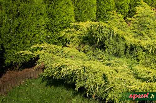 50f4e79c69124d0cf8aab82024565957