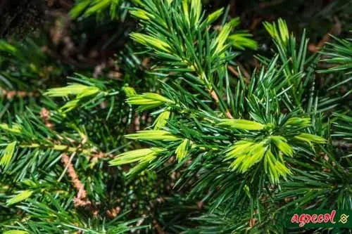 23d7cb7257997da0f7edb10e842a9c0c