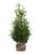 Tuja BRABANT, Thuja sadzonki 140-150 cm - 16 sztuk