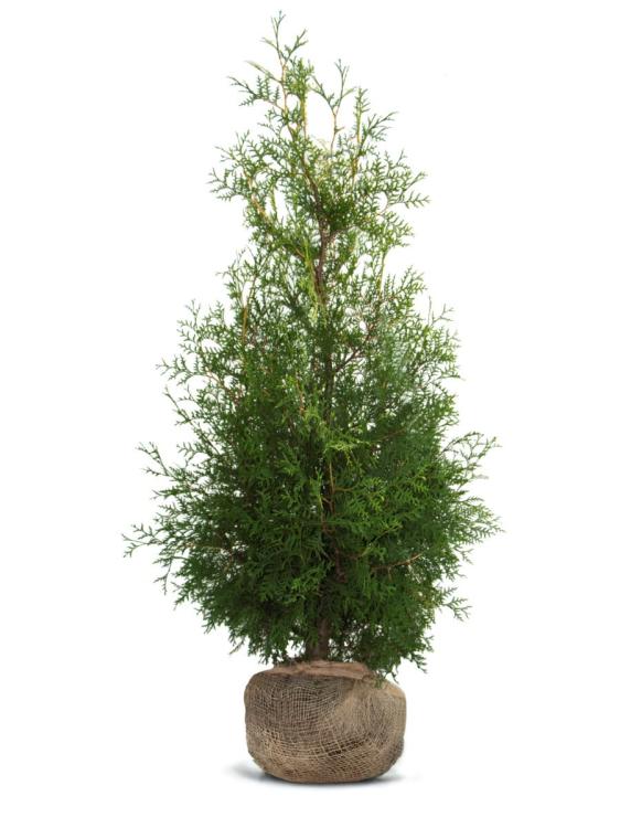 Tuja BRABANT, Thuja sadzonki 140-150 cm - 16 sztuk