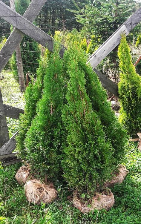 Tuja SZMARAGD 120-130 cm - 20 szt.