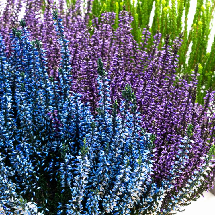 Wrzosy sadzonki, pakiet 9 sztuk