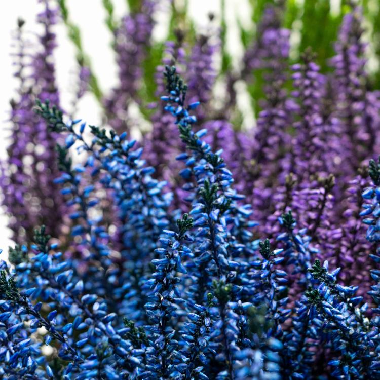 Wrzosy sadzonki, pakiet 9 sztuk