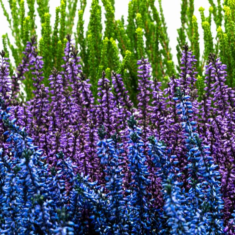 Wrzosy sadzonki, pakiet 9 sztuk