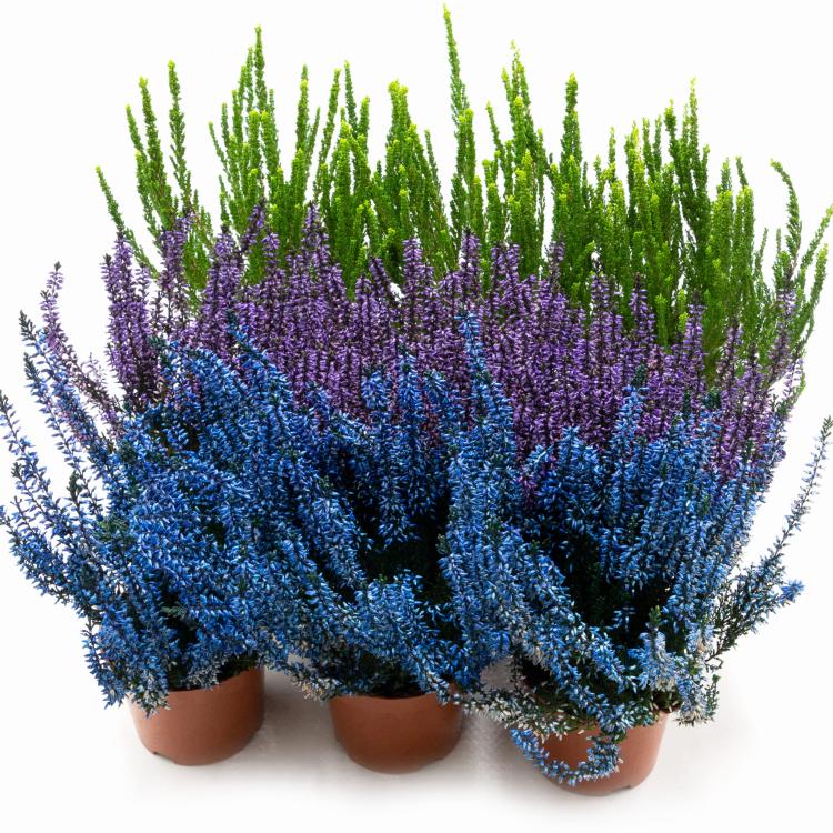 Wrzosy sadzonki, pakiet 9 sztuk