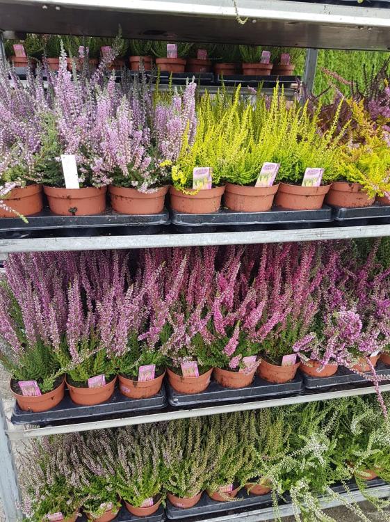 Wrzosy sadzonki, 9 sztuk 3 odmiany
