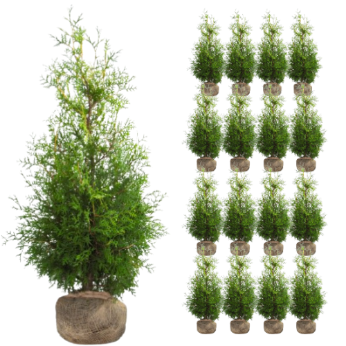 Tuja BRABANT, Thuja sadzonki 140-150 cm - 16 sztuk