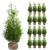 Tuja BRABANT, Thuja sadzonki 140-150 cm - 16 sztuk
