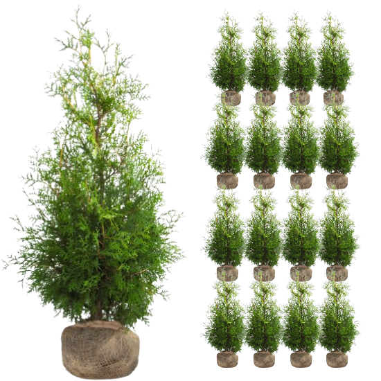 Tuja BRABANT, Thuja sadzonki 140-150 cm - 16 sztuk