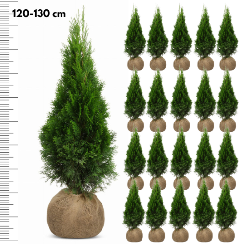 Tuja SZMARAGD 120-130 cm - 20 szt.