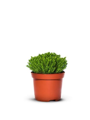 Hebe GREEN GLOBE zimozielone - 9 szt