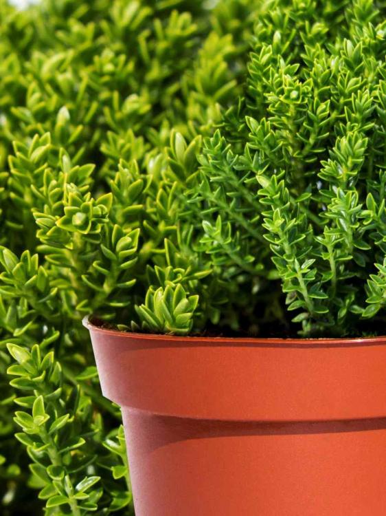 db0f5e83d546d1568dc3f84b089e58b4