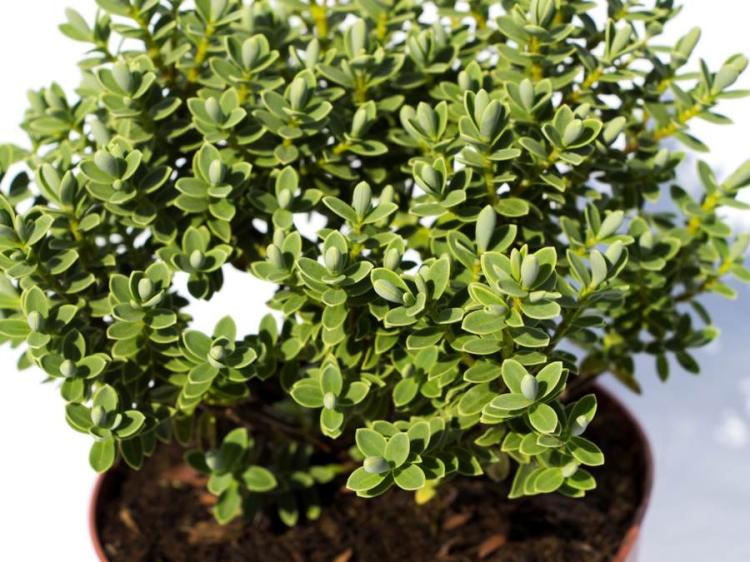 959ba7f8fbf6c37db281b8f6c126e42b