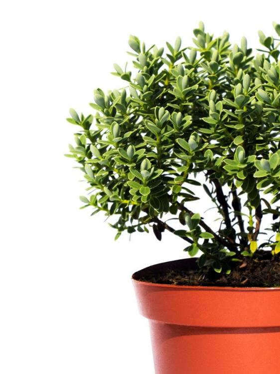 6b33ac8f3eb3fbbcfc8c9573eb43f2a2