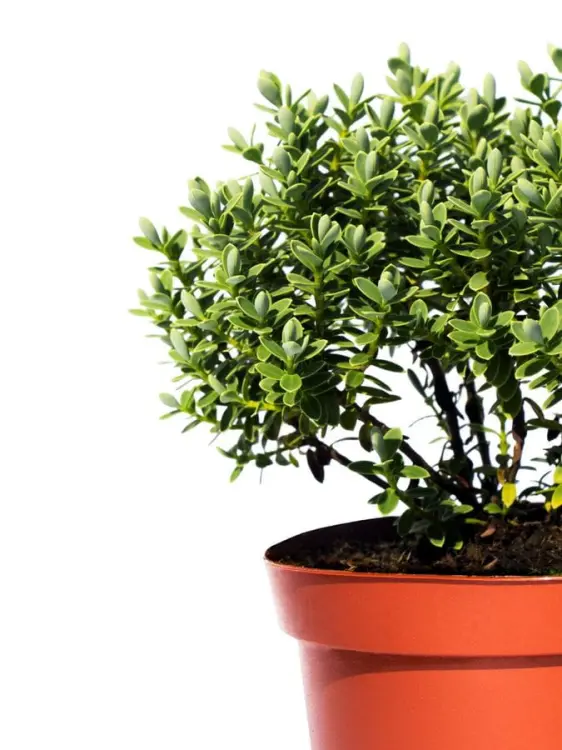 3dd82c6fa5abbbf5b00f0bc2626b5074