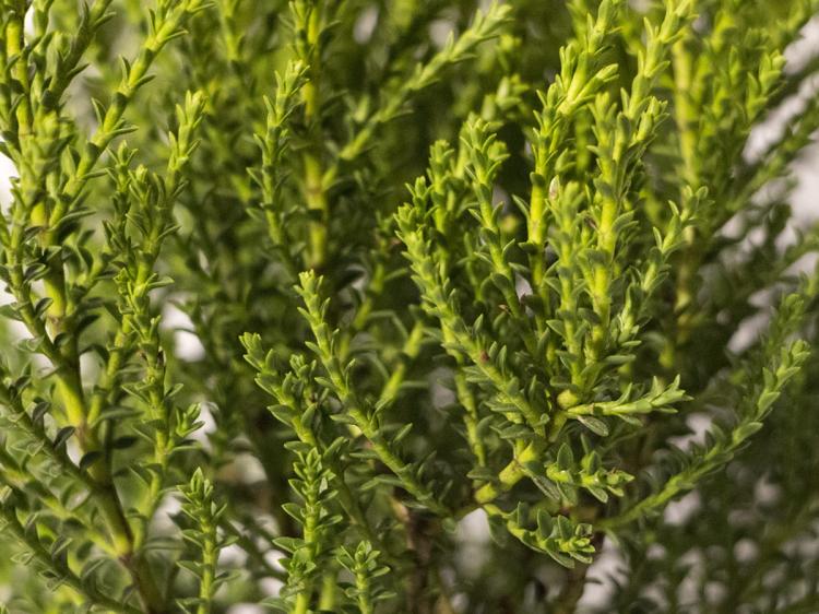 60e3a04e3ef66a595c9fd78a08683fd2