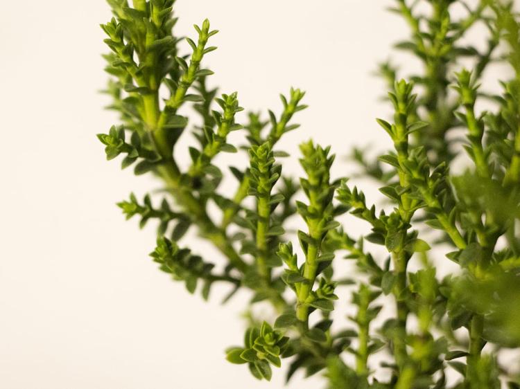 ba679f4f7ef16bafac4e4d5d7a49a435