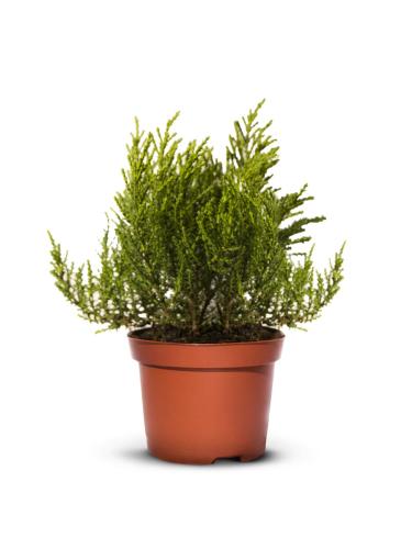 HEBE IMBRICATA dachówkowate - 20 szt