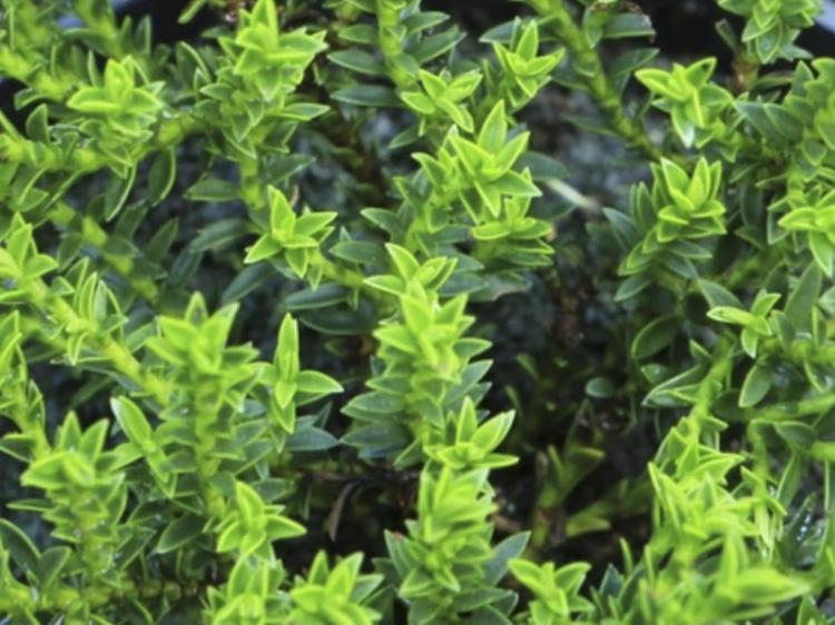 HEBE IMBRICATA dachówkowate - 20 szt