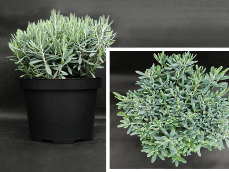 modrzewnica blue ice andromeda