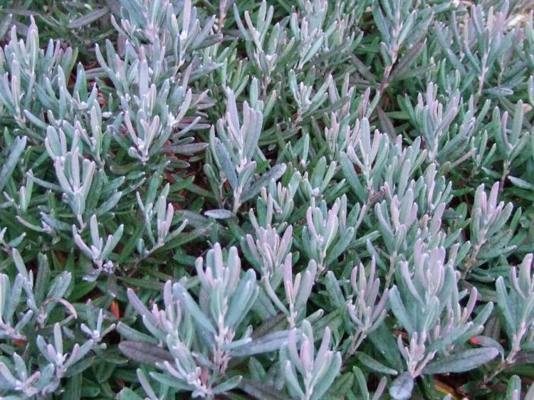 modrzewnica blue ice andromeda