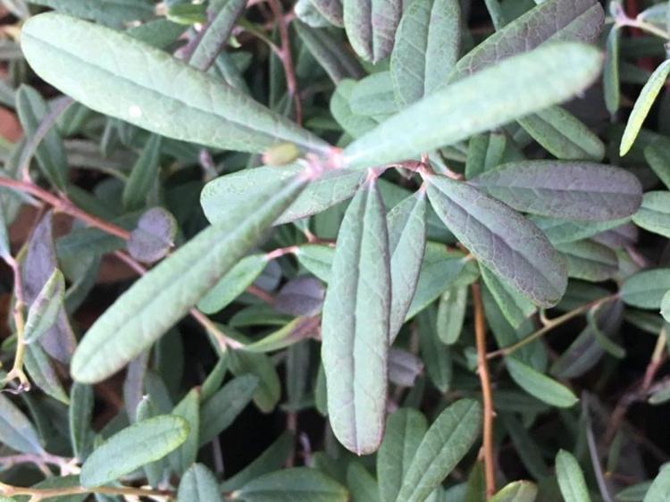 modrzewnica blue ice andromeda