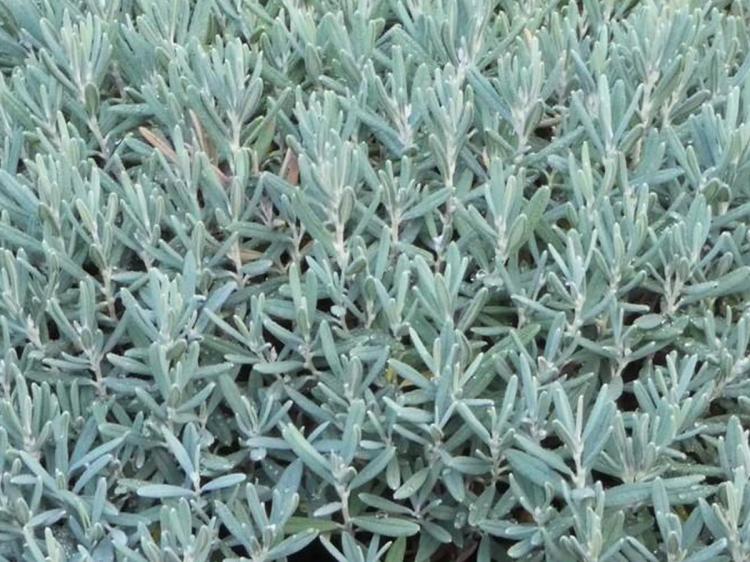 modrzewnica blue ice andromeda