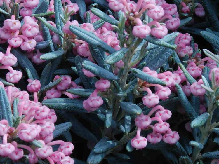 modrzewnica blue ice andromeda