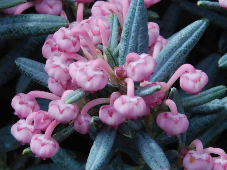 modrzewnica blue ice andromeda