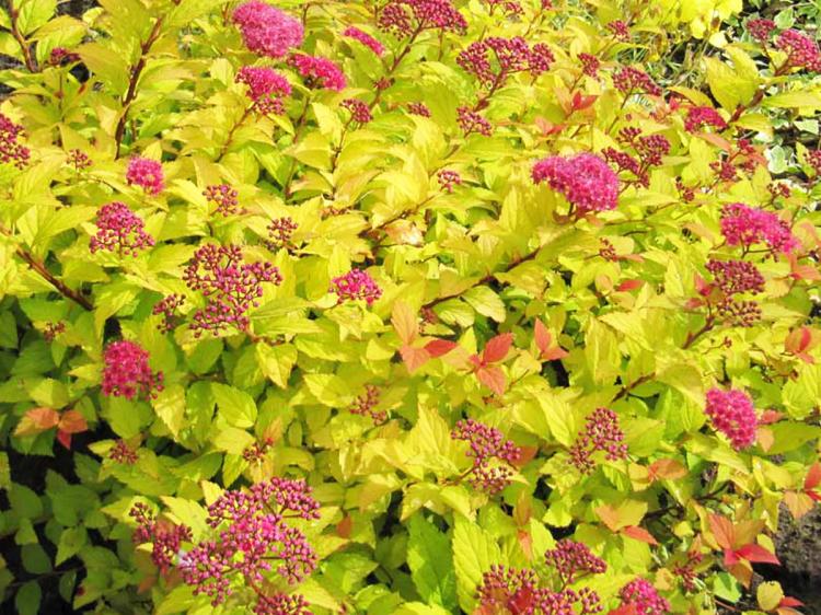 Tawuła japońska Golden Princess