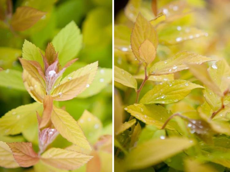 Tawuła japońska Golden Princess