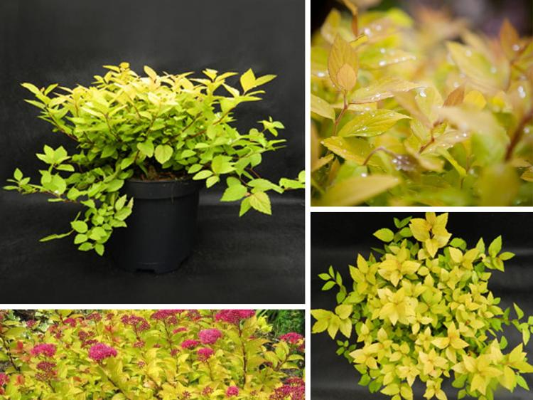 Tawuła japońska Golden Princess