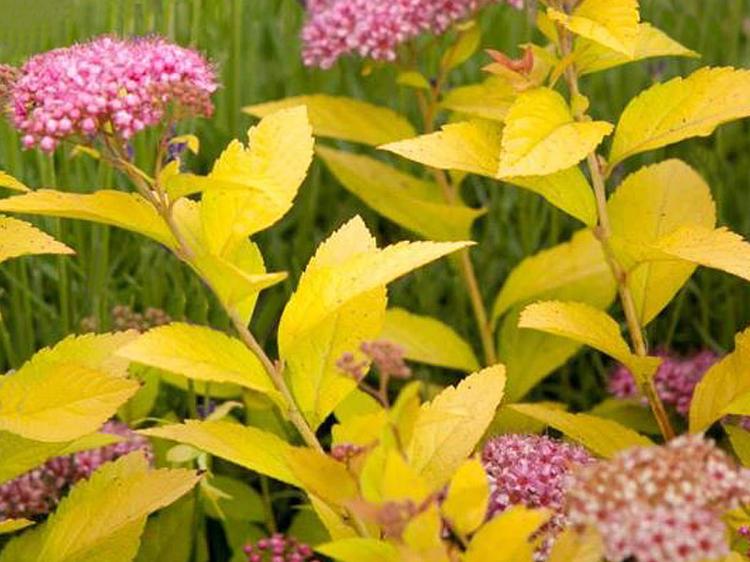 Tawuła japońska Golden Princess