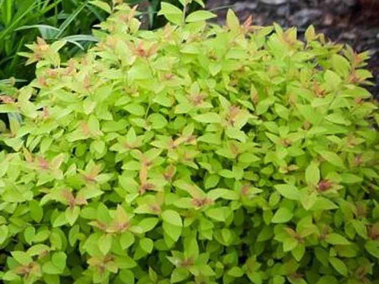 Tawuła japońska Golden Princess