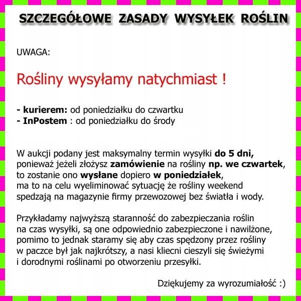 Tawuła japońska Golden Princess