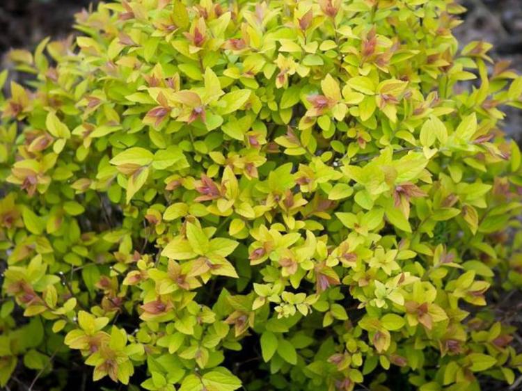 Tawuła japońska Golden Princess