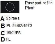 Tawuła japońska Golden Princess