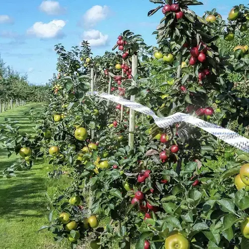 odstraszacz na ptaki taśma odblaskowa